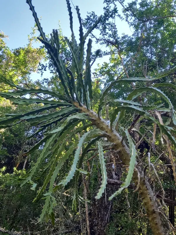 Euphorbia grandidens