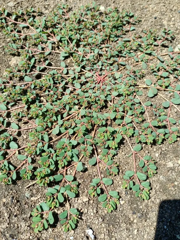 Prostrate spurge