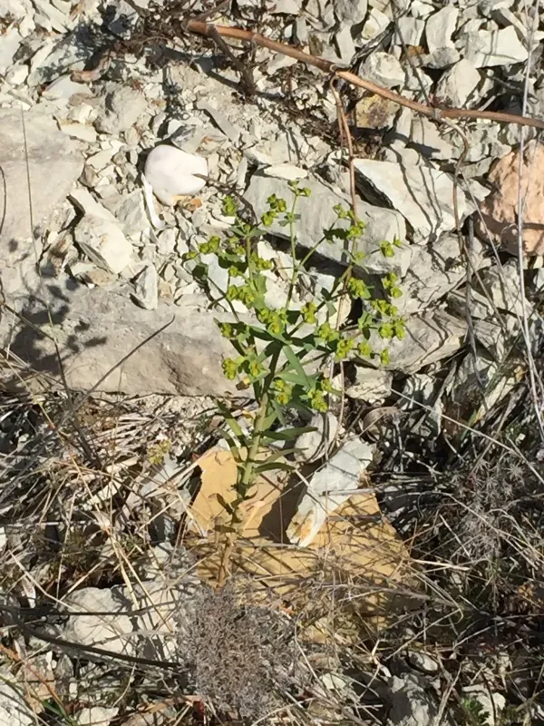 Euphorbia medicaginea