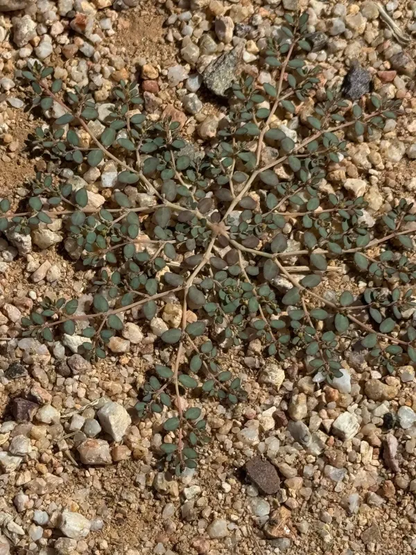 Euphorbia micromera