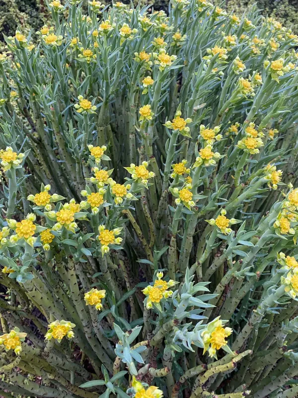 Euphorbia mauritanica