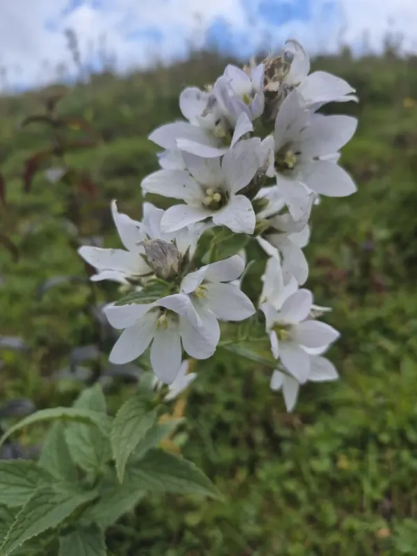 Milky bellflower