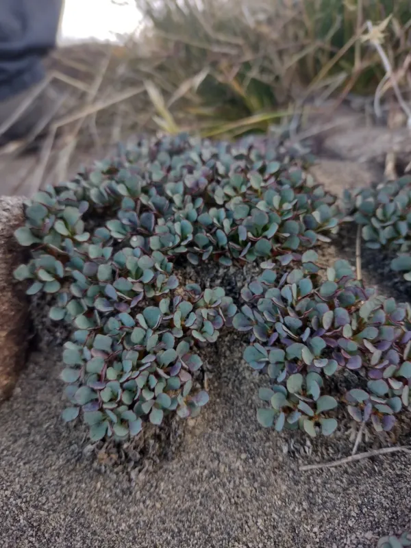 Patagonian spurge