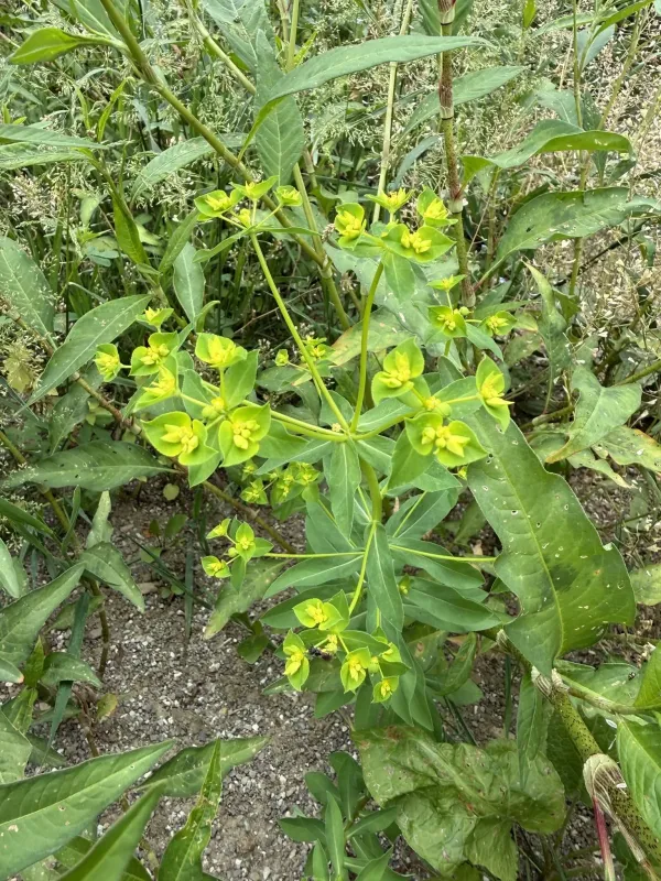 Dwarf spurge