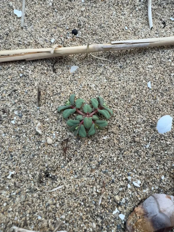 Purple spurge