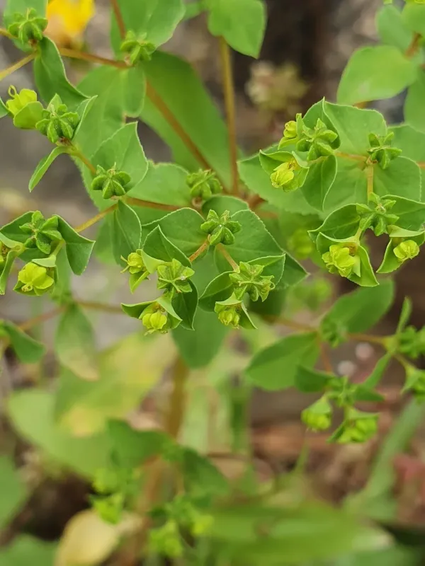 Winged-seed spurge