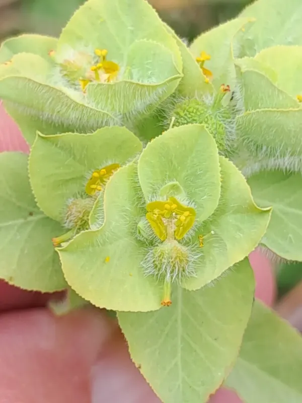 Hairy spurge