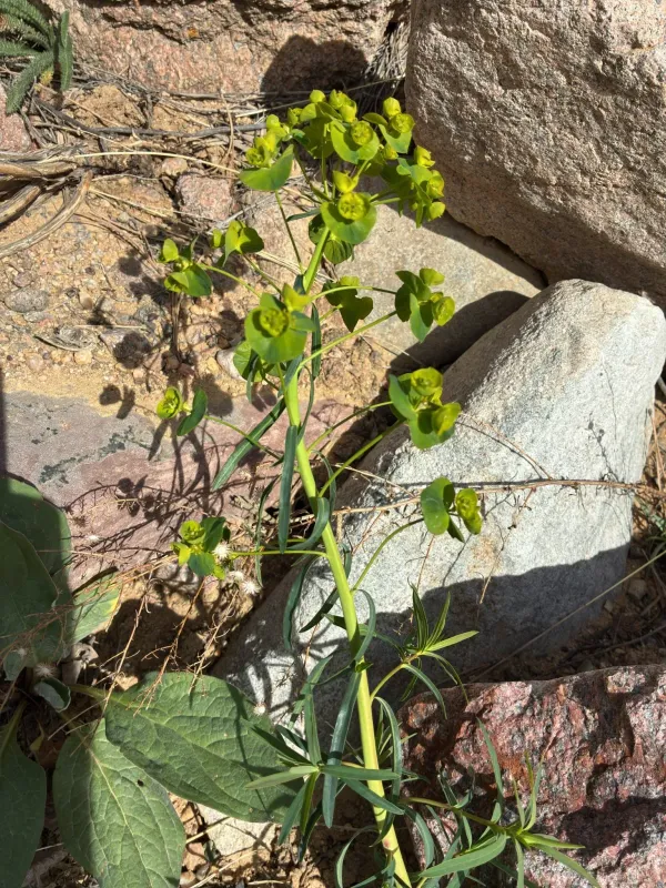 Leafy spurge