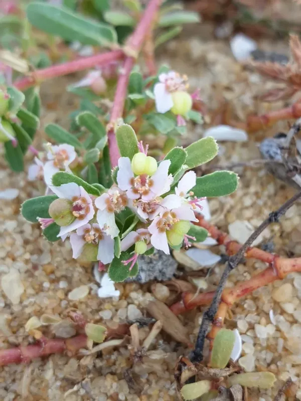 Pink spurge
