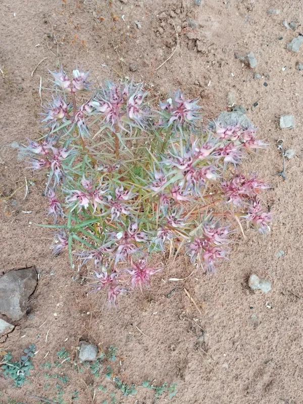 Retuse spurge
