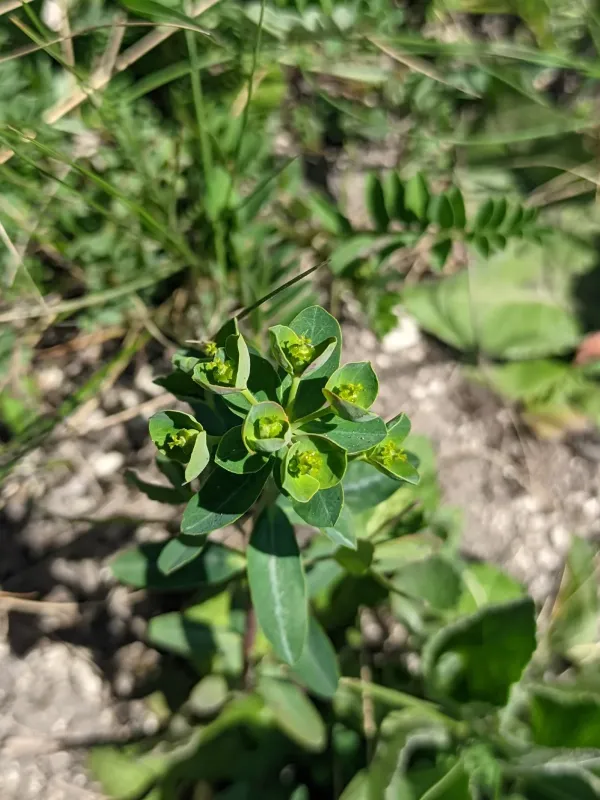 Russian spurge