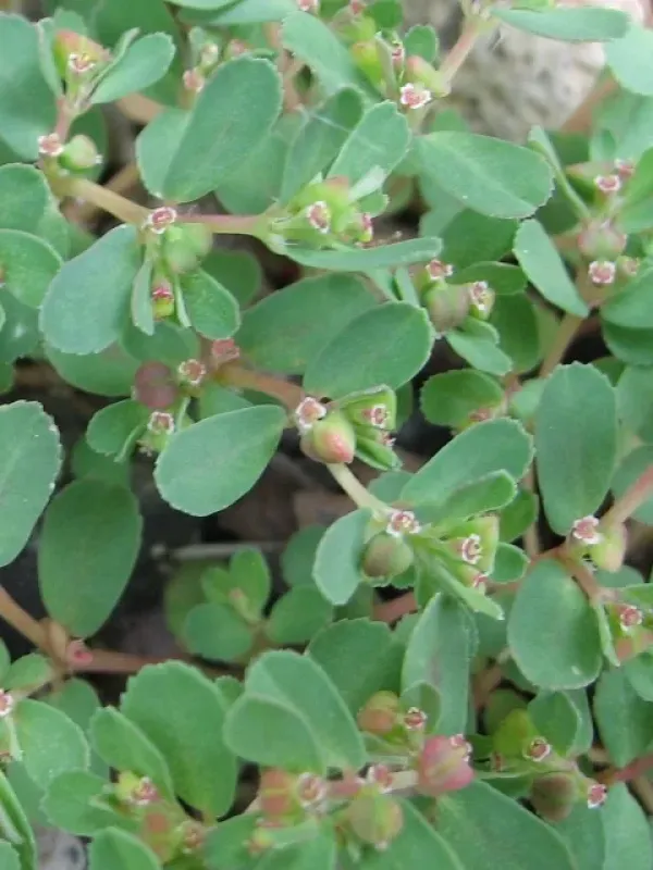 Thyme-leaf spurge
