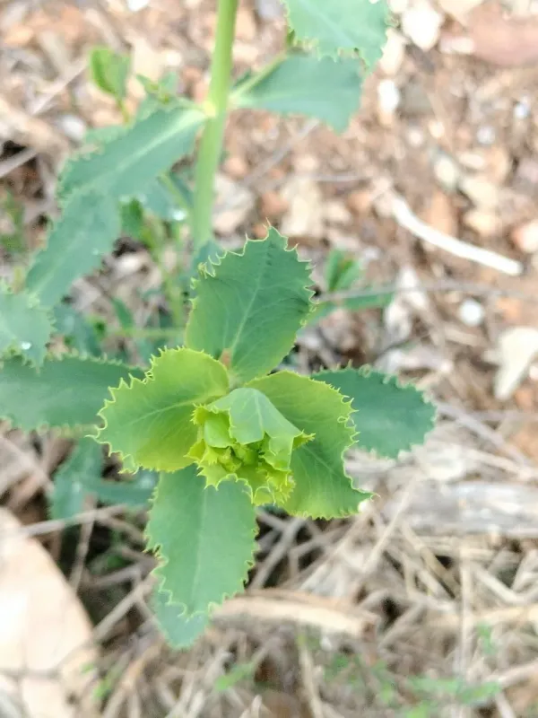 Serrated spurge