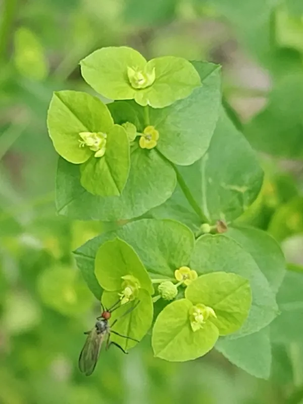 Upright spurge