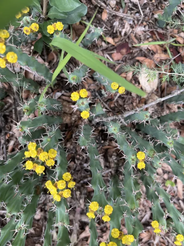Euphorbia schinzii