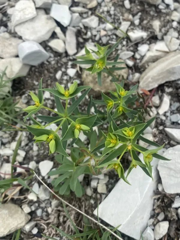 Euphorbia taurinensis