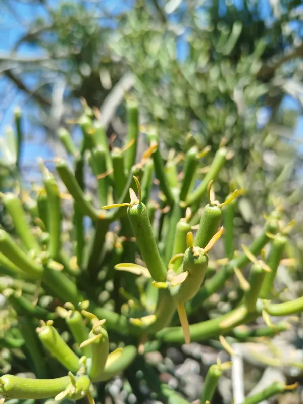 Pencil cactus