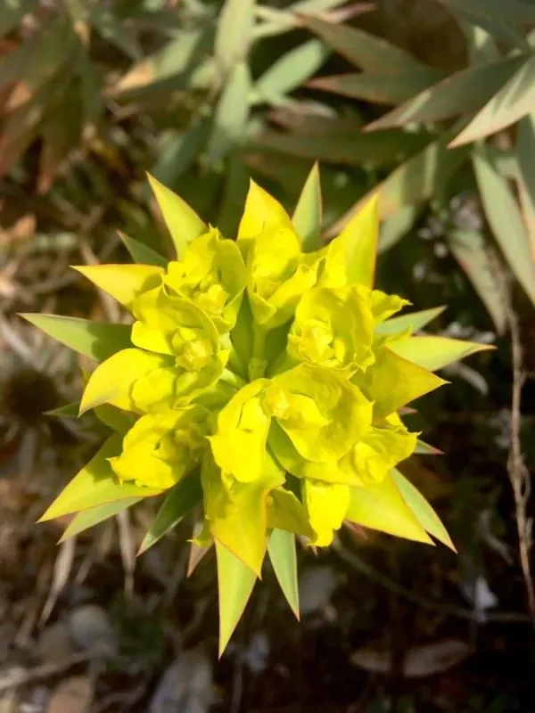 Euphorbia tinctoria