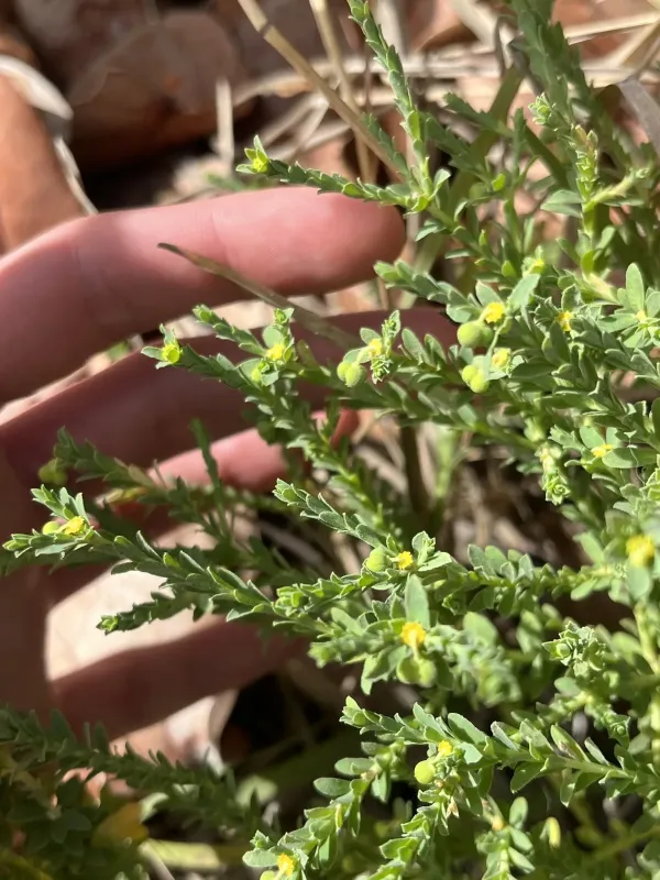Euphorbia trichotoma