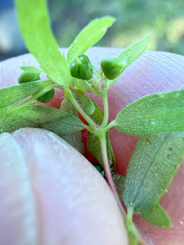 Hairy-fruited spurge
