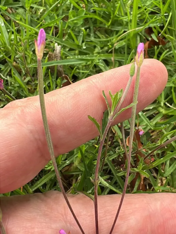 Gray willowherb