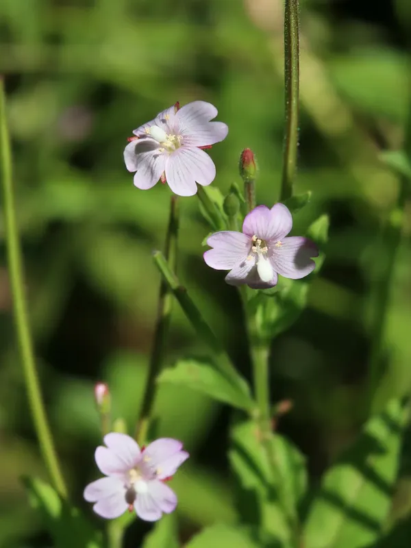 Epilobium pyrricholophum
