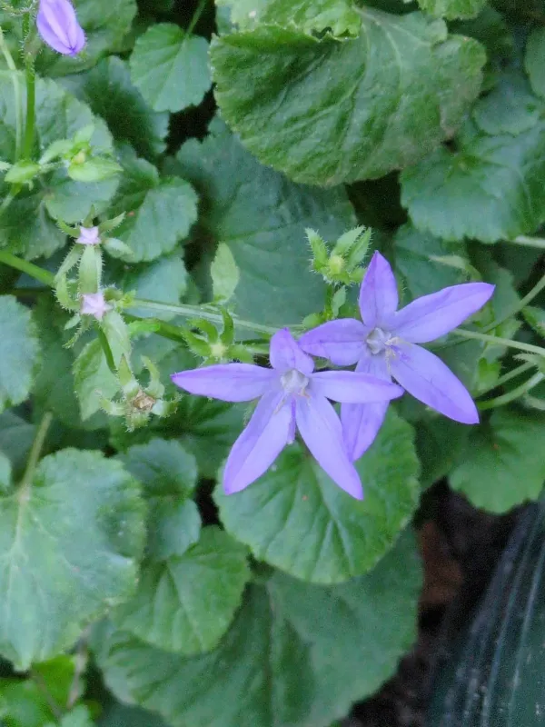 Serbian bellflower