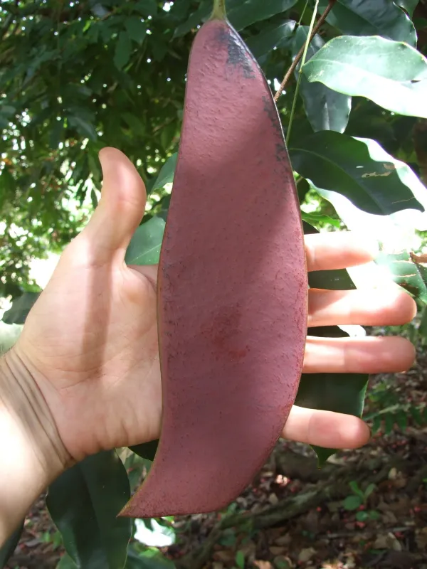 Eperua bijuga