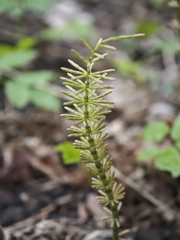 Meadow horsetail