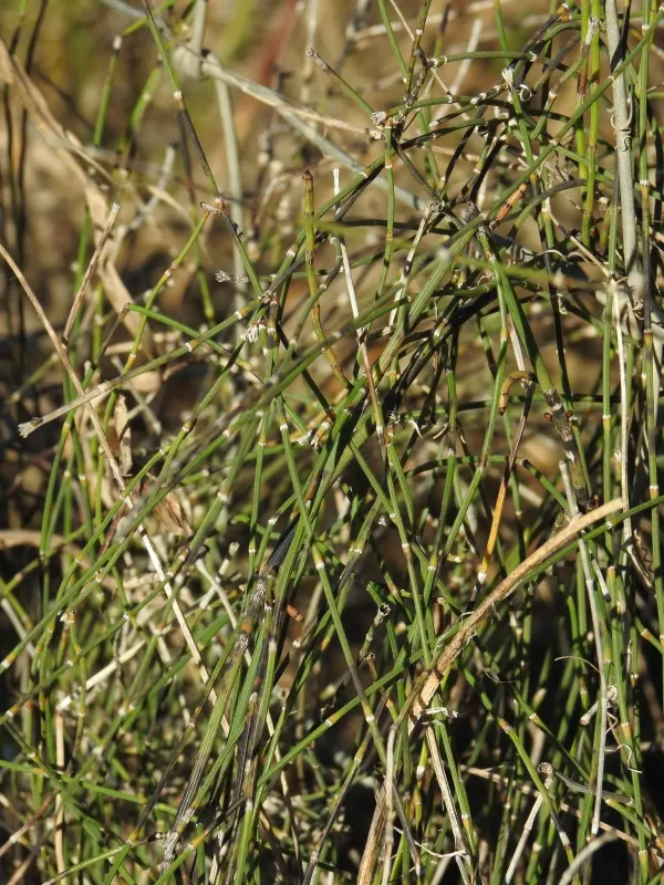 Branched horsetail