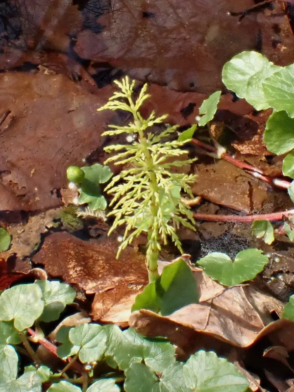 Wood horsetail
