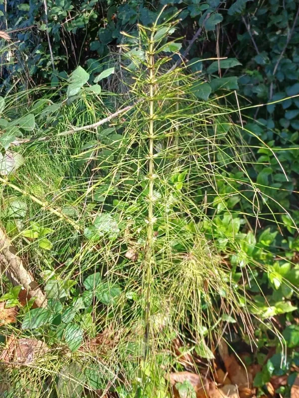 Great horsetail