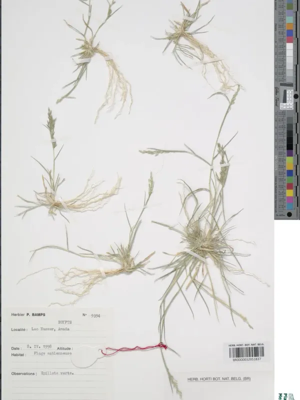 Egyptian lovegrass