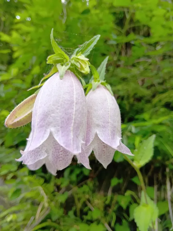 Spotted bellflower