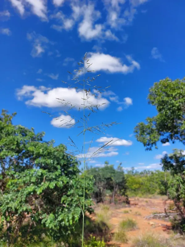 Eragrostis cylindriflora