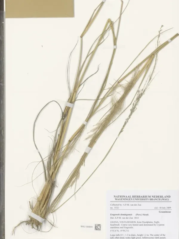 Eragrostis domingensis
