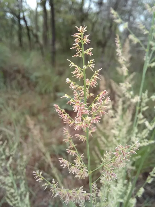 Gum-stick lovegrass