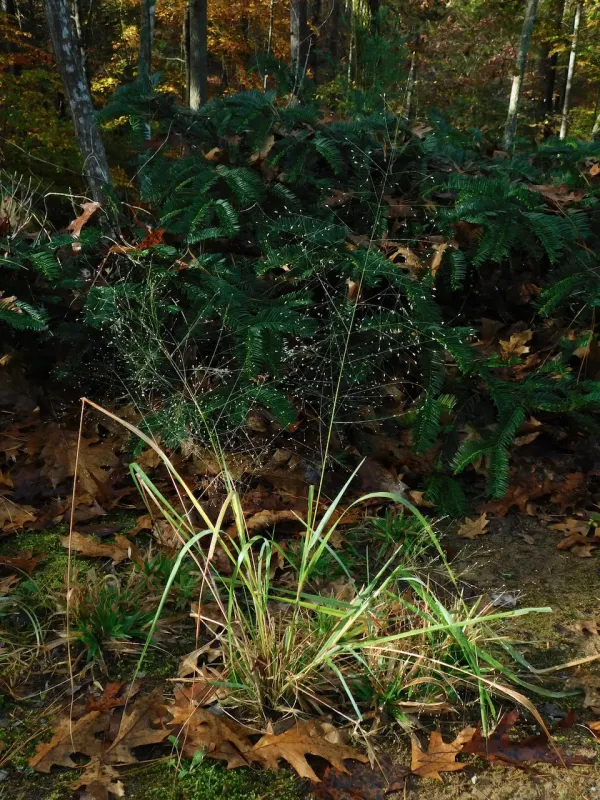 Eragrostis hirsuta
