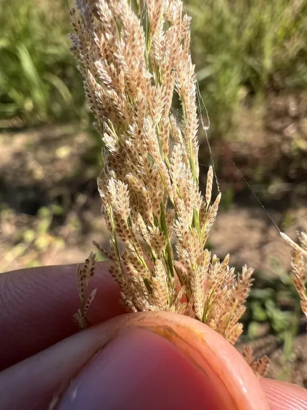 Japanese lovegrass
