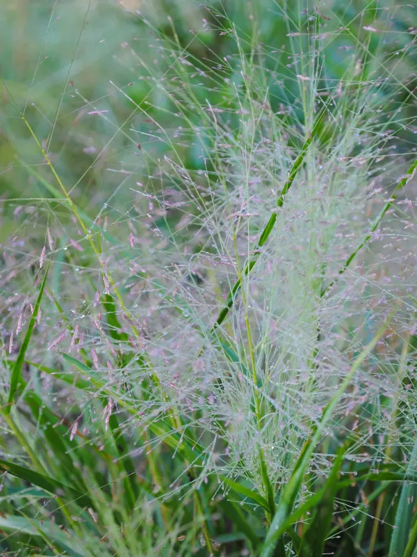 Eragrostis lingulata