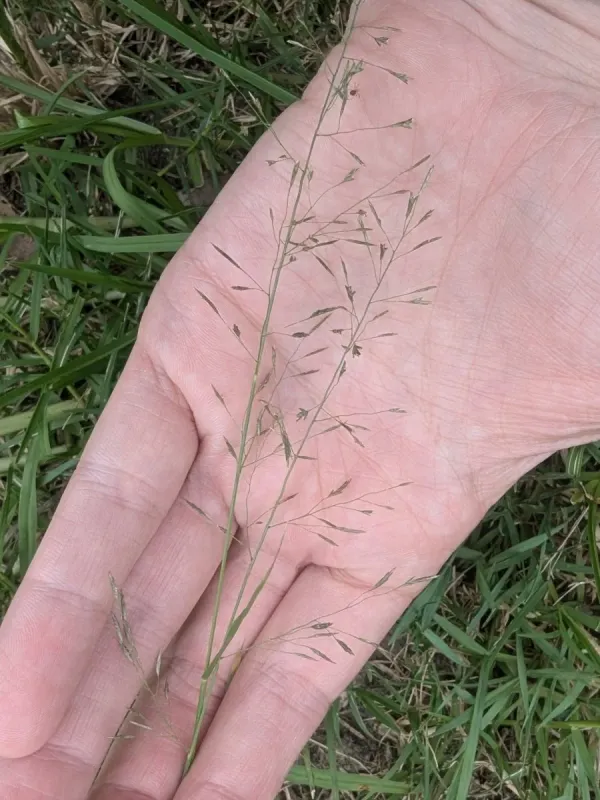 Weeping lovegrass