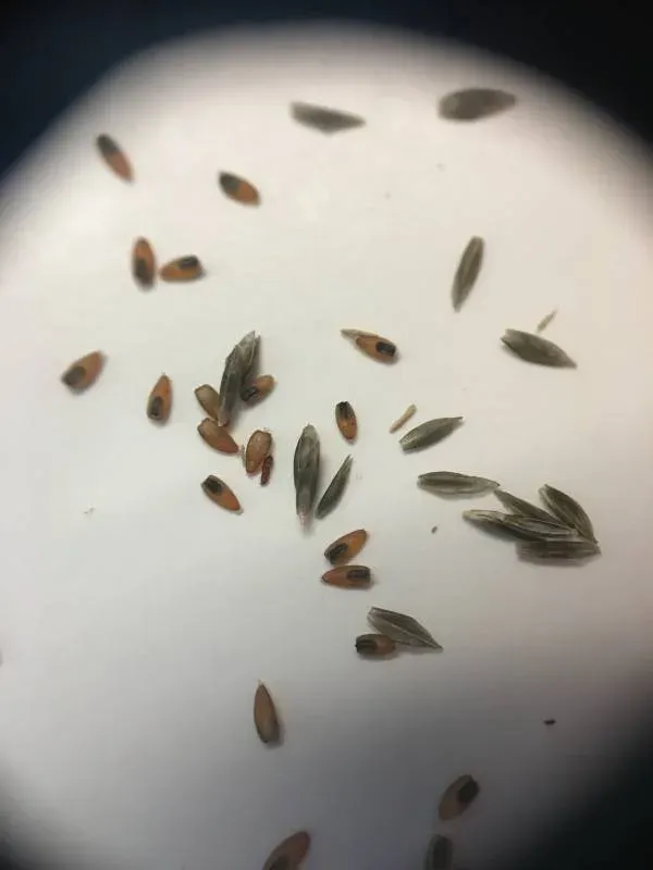 Six-weeks lovegrass