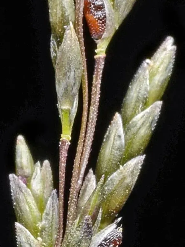 New Mexico lovegrass