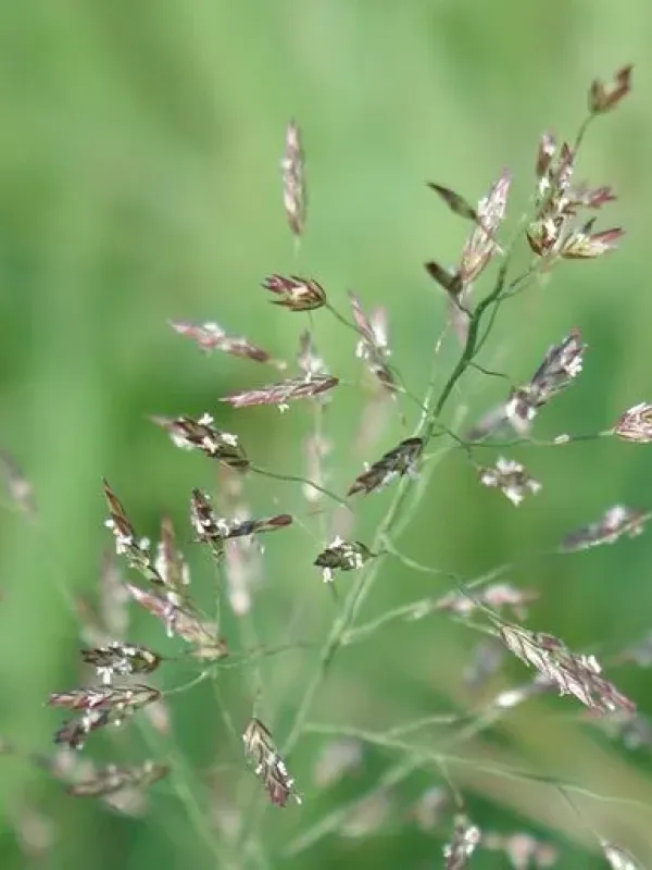 Eragrostis niwahokori