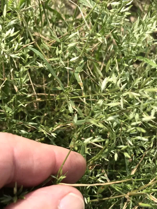 Tephrosanthos lovegrass