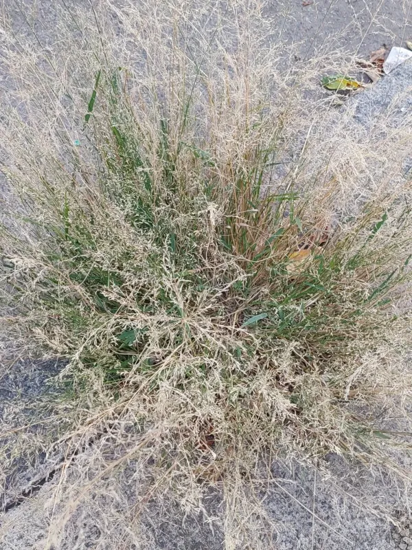 Eragrostis virescens
