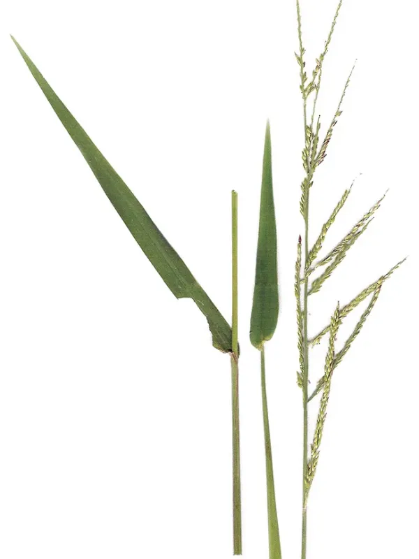 Eriochloa fatmensis