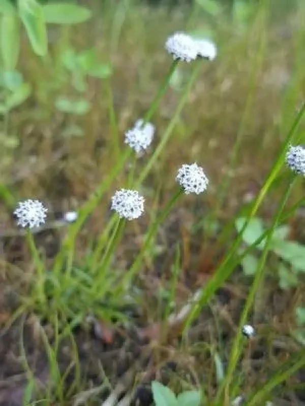 Ten-flowered pipewort