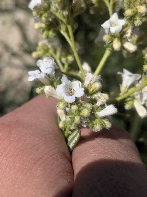 Eriodictyon angustifolium