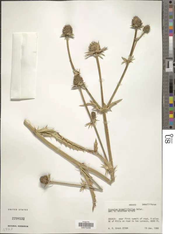 Eryngium bromeliifolium